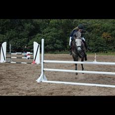 Welsh Pony af Cob-type (sec C) Gribsvads Midt Night