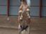 Haflinger Baflo af Brunbjerg - Avlshingst