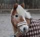 Haflinger Asterix (Gamle hest)