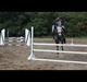 Welsh Pony af Cob-type (sec C) Gribsvads Midt Night