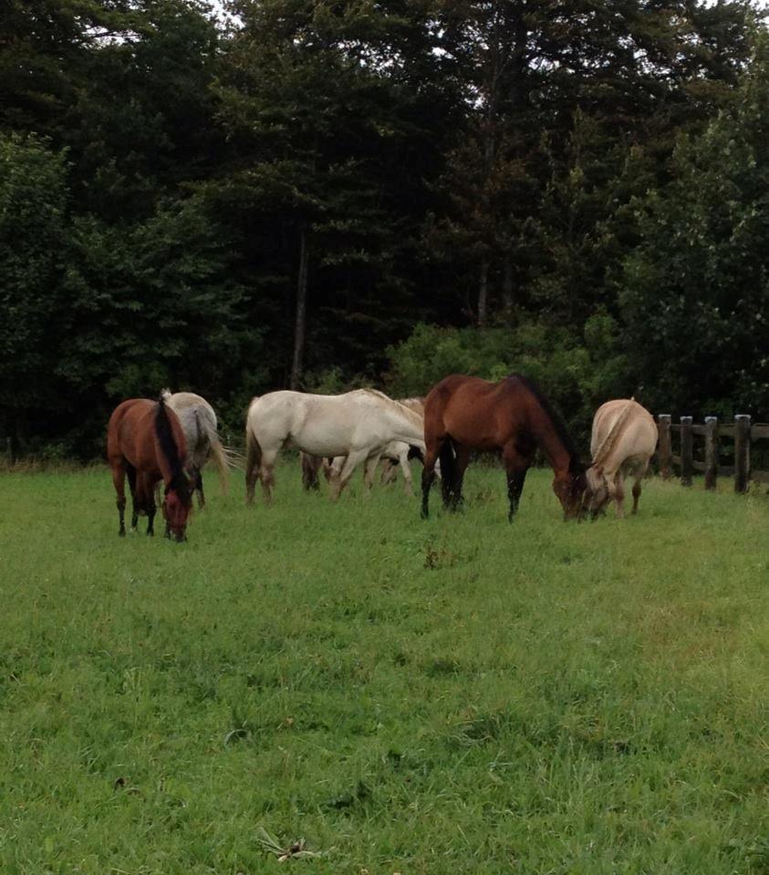 Traver Oasis Simoni billede 4