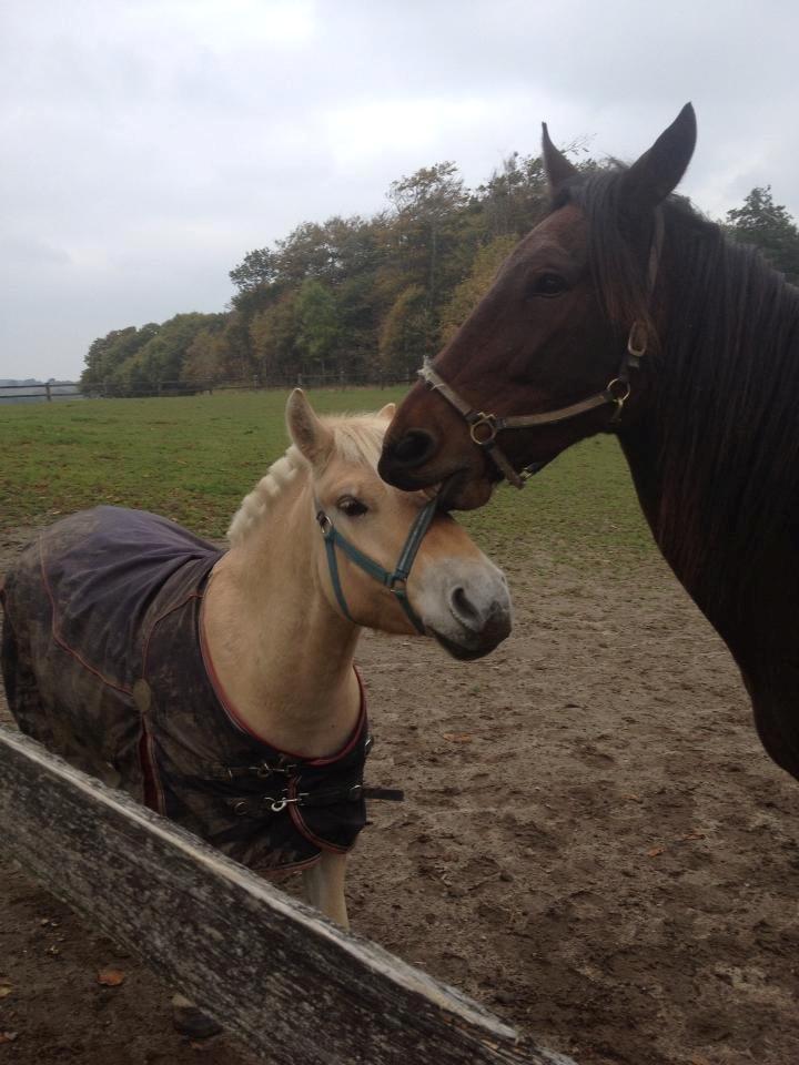 Traver Oasis Simoni billede 8