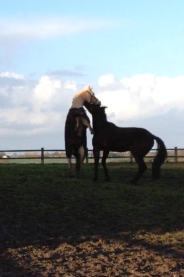 Traver Oasis Simoni billede 14