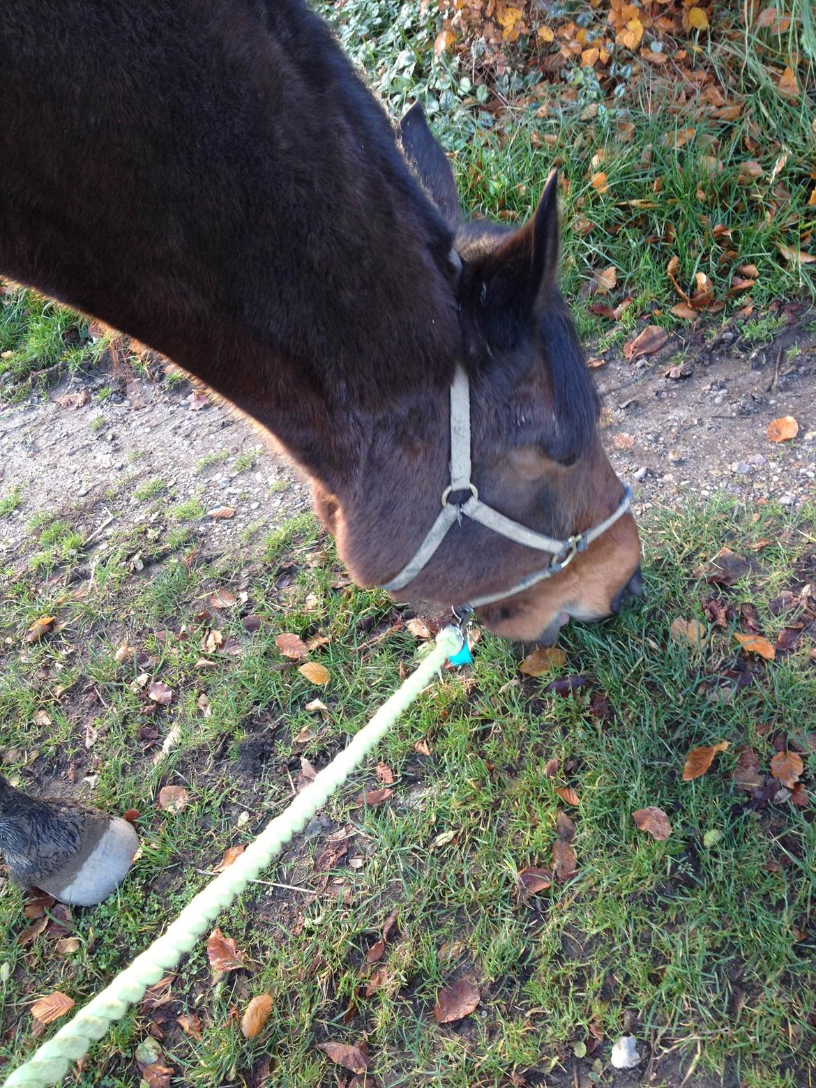 Traver Oasis Simoni billede 17