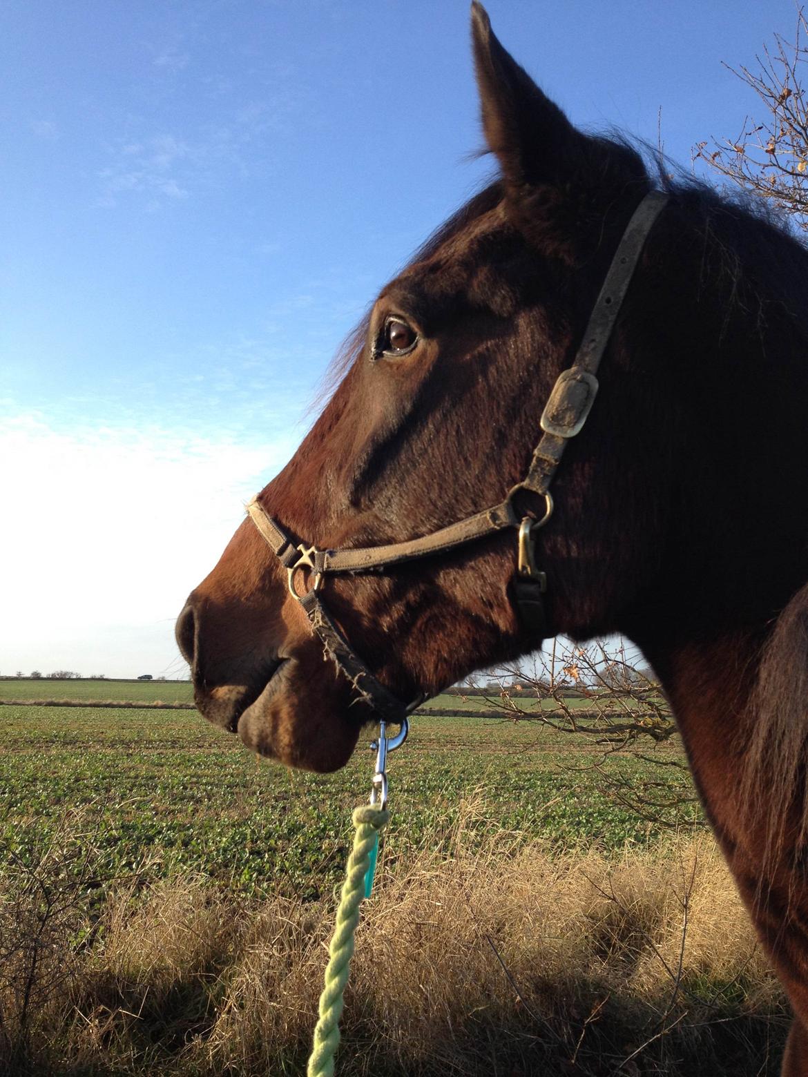 Traver Oasis Simoni billede 6