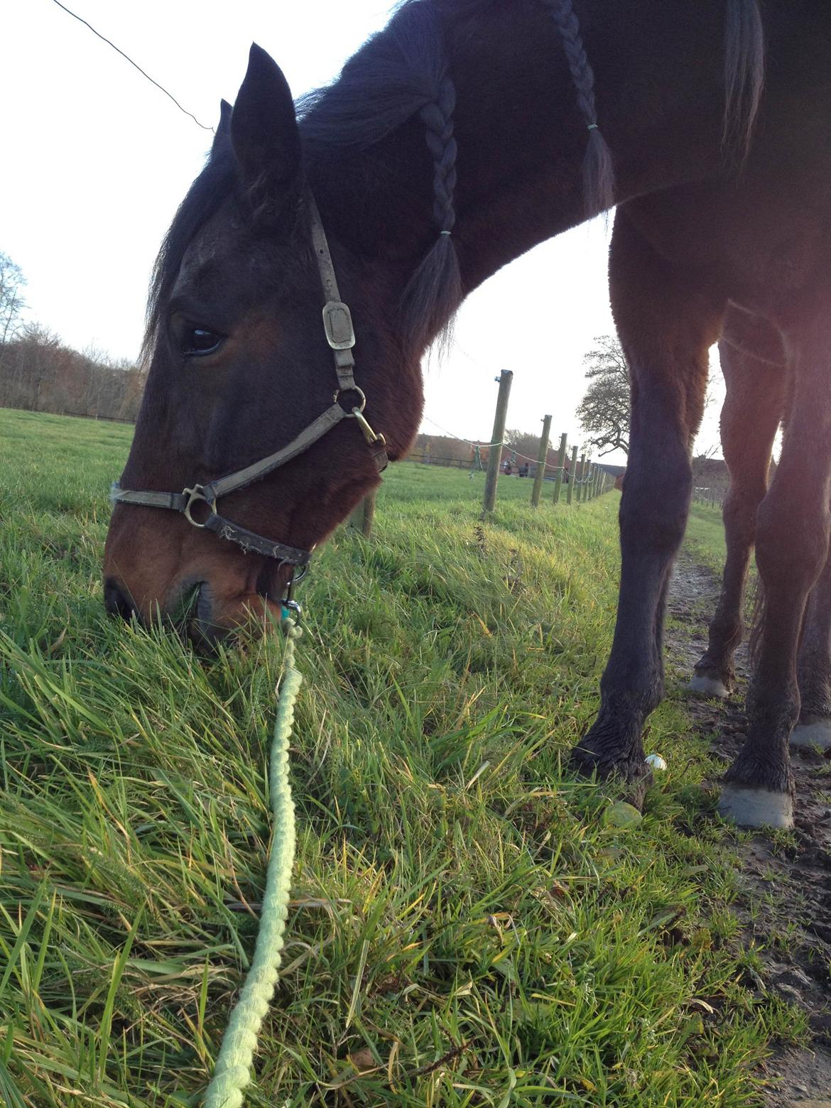 Traver Oasis Simoni billede 18