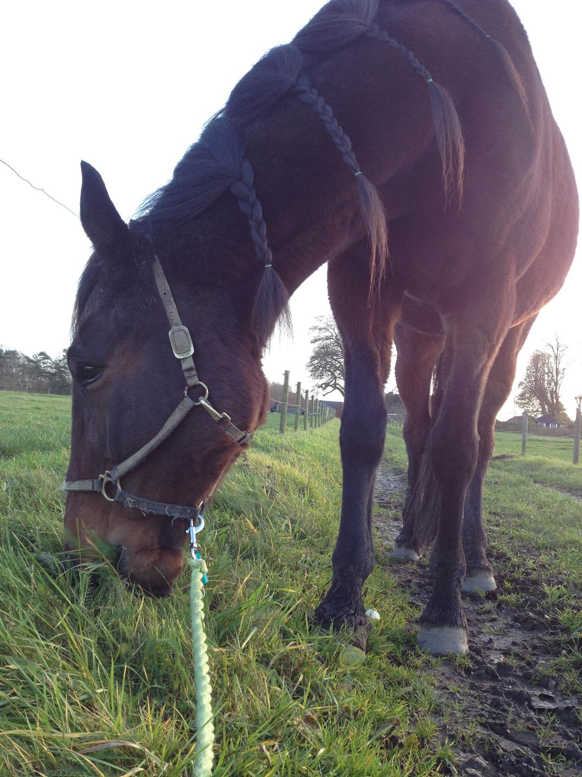 Traver Oasis Simoni billede 10