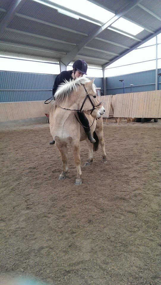 Fjordhest Dino Godthaab - Er så stolt af dig min skat <3 billede 31