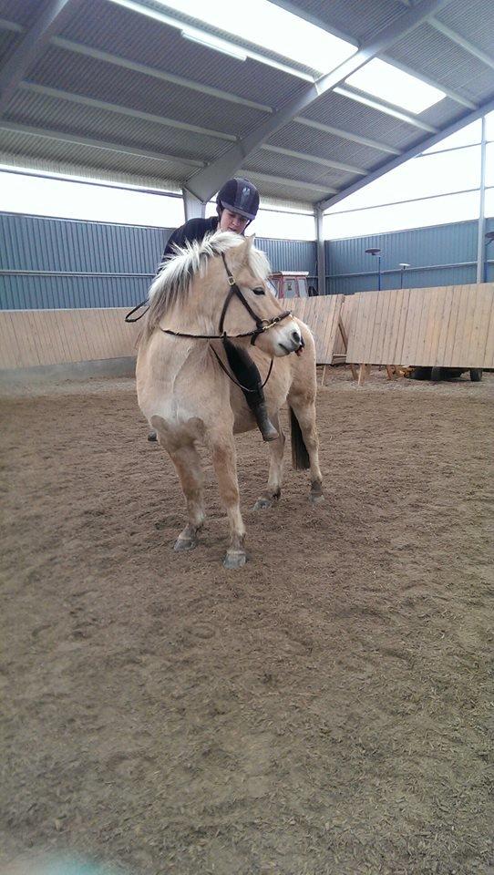 Fjordhest Dino Godthaab billede 33