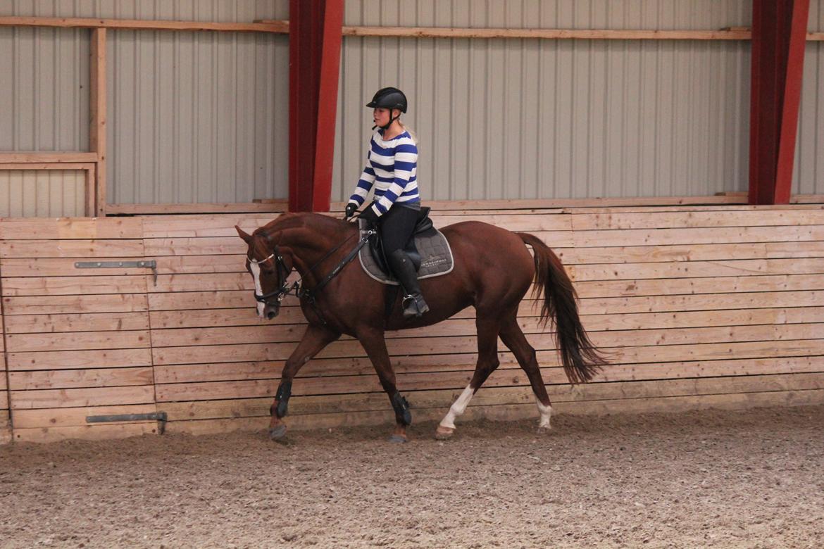 Trakehner Rosita (Bebs) - Dressurundervisning v. Søren Vallentin billede 20