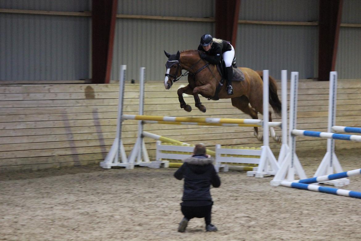 Trakehner Rosita (Bebs) - Stævne i Malling d. 15.11.13, her i LC billede 4