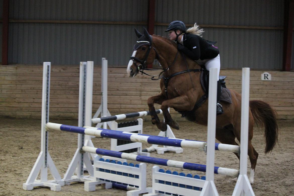 Trakehner Rosita (Bebs) - Stævne i Malling d. 15.11.13, her i LC billede 12
