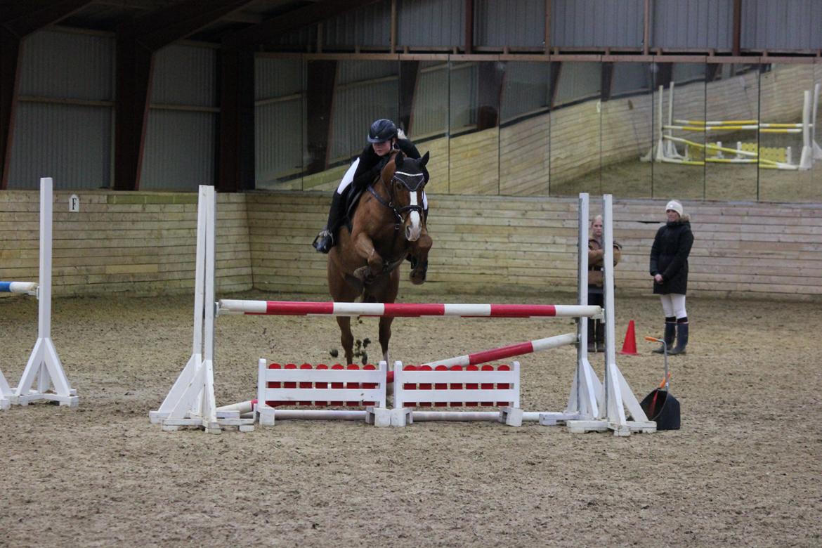 Trakehner Rosita (Bebs) - Stævne i Malling d. 15.11.13, her i LC billede 1