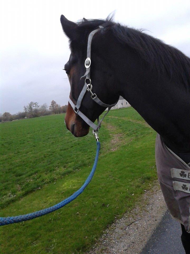 Traver Nok`en svimmel billede 8