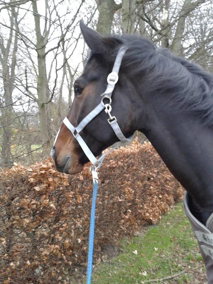 Traver Nok`en svimmel billede 9