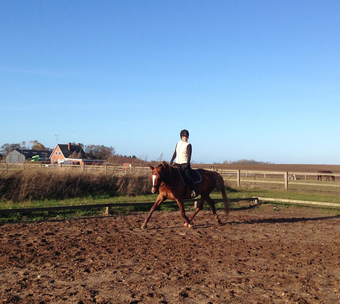 Sportsaraber (A) Selina billede 16