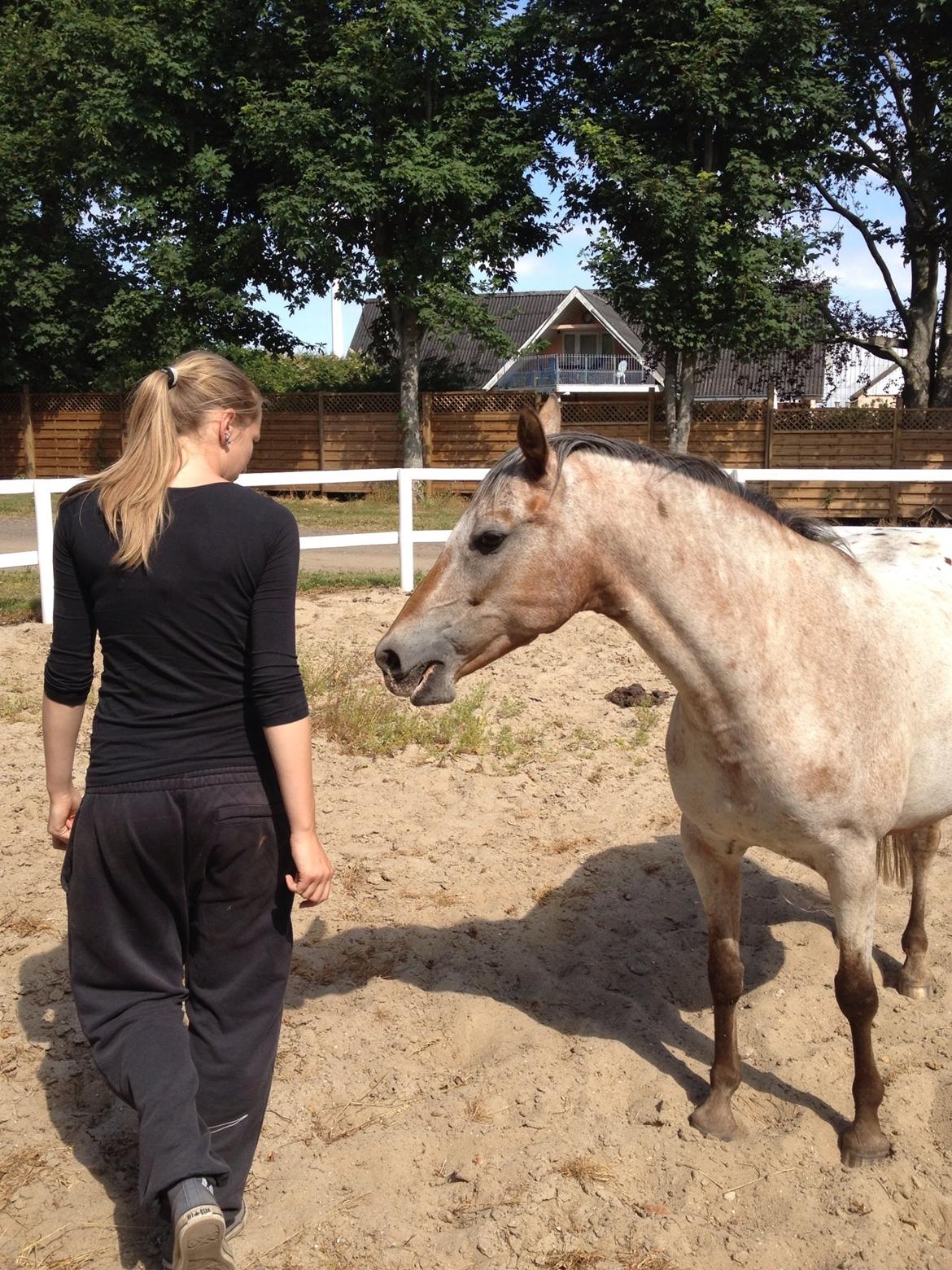 Anden særlig race Flying Snowflake aka. Fnuggi knabst./araber. billede 1