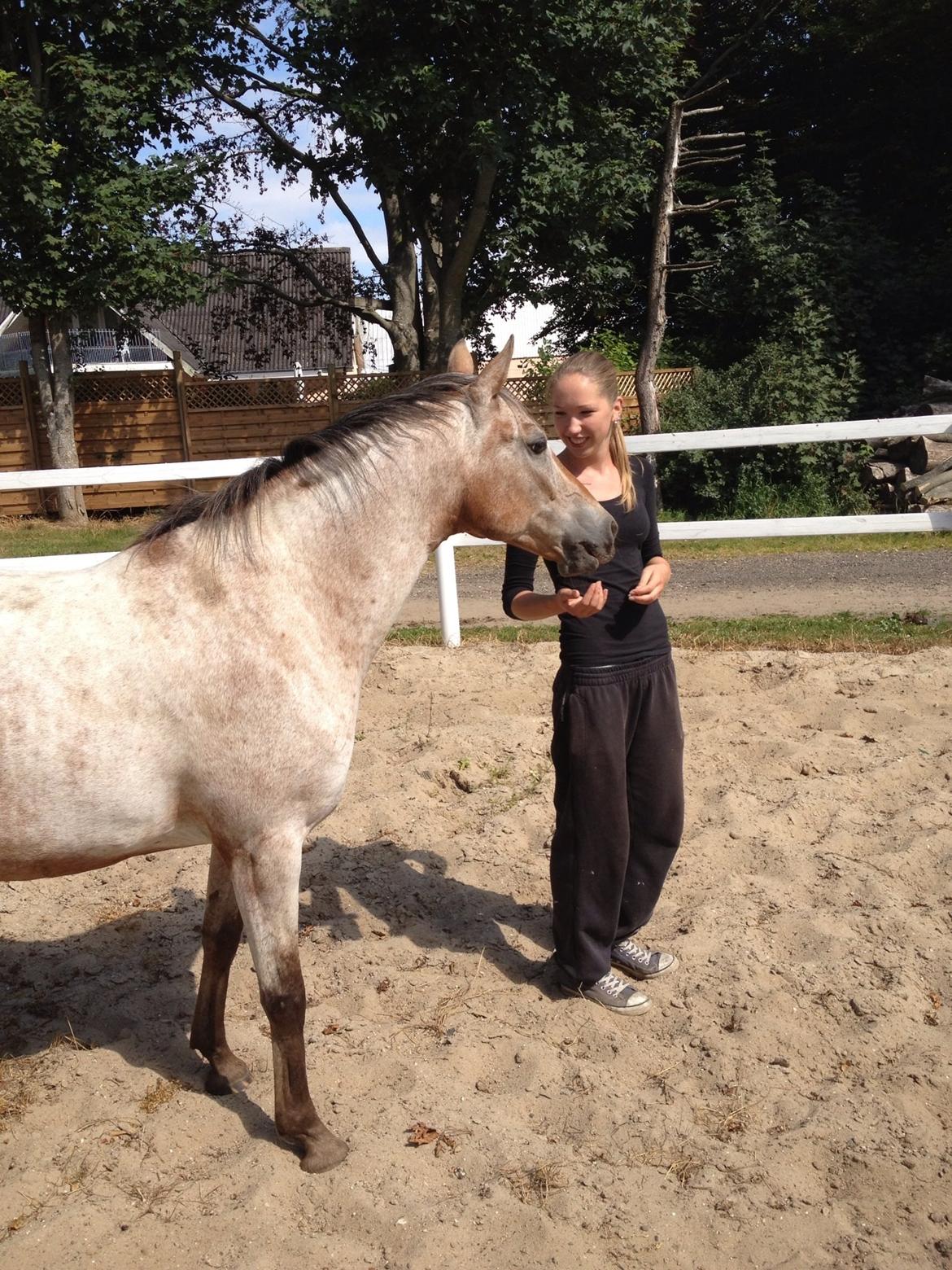 Anden særlig race Flying Snowflake aka. Fnuggi knabst./araber. billede 3