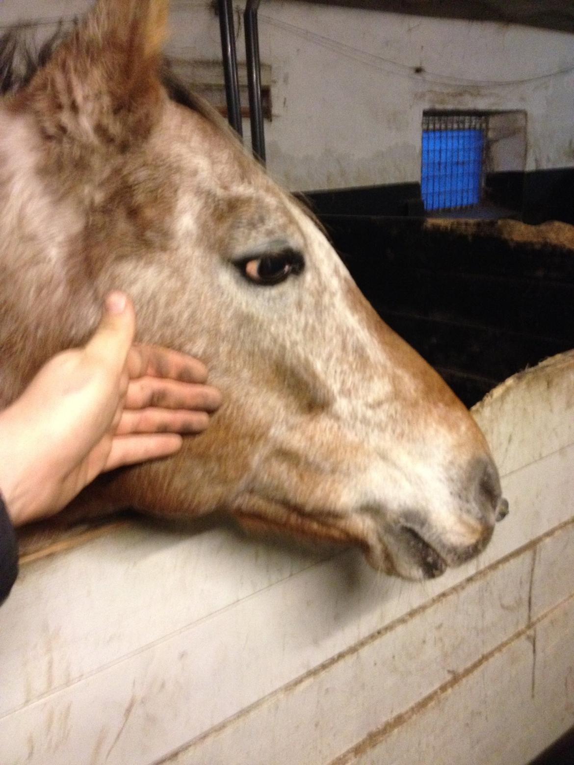 Anden særlig race Flying Snowflake aka. Fnuggi knabst./araber. billede 5