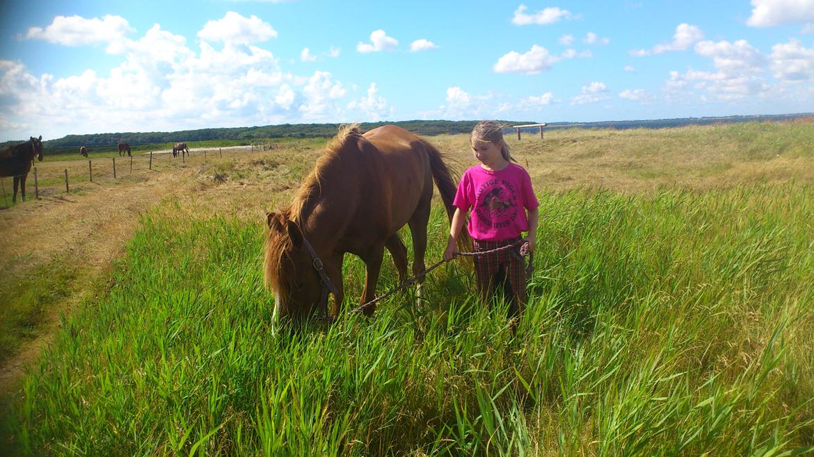 Arabisk fuldblod (OX) Kashmir billede 15