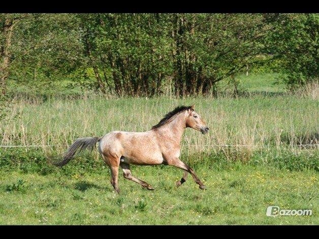 Anden særlig race Flying Snowflake aka. Fnuggi knabst./araber. billede 7