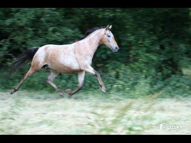 Anden særlig race Flying Snowflake aka. Fnuggi knabst./araber. billede 8