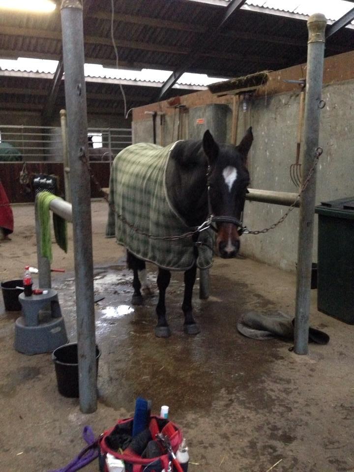 Dansk Varmblod Do Mali` billede 14