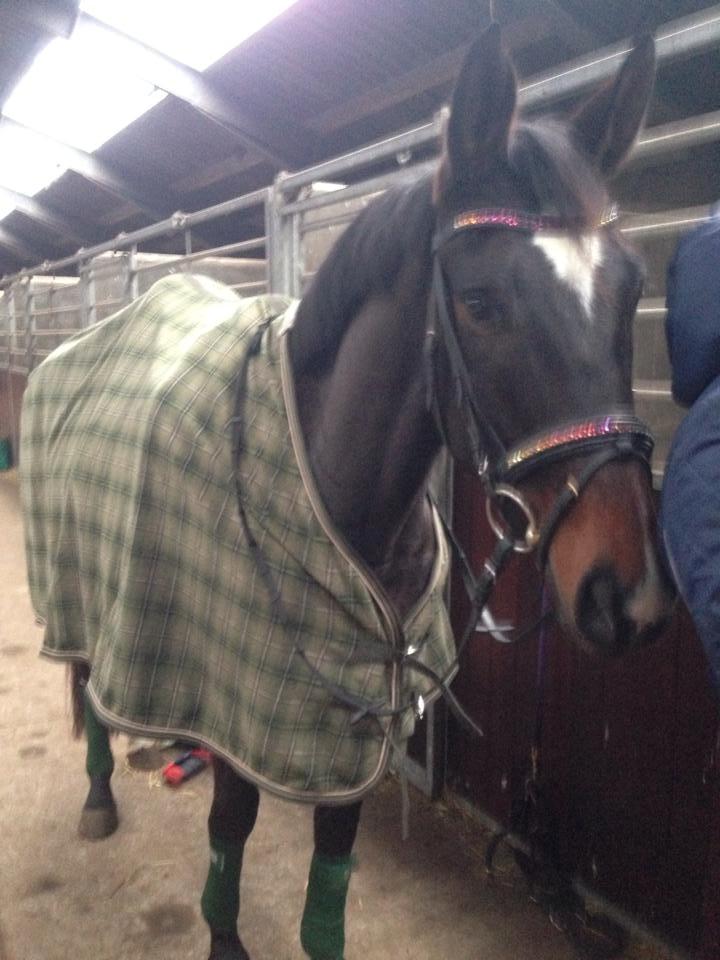 Dansk Varmblod Do Mali` billede 15