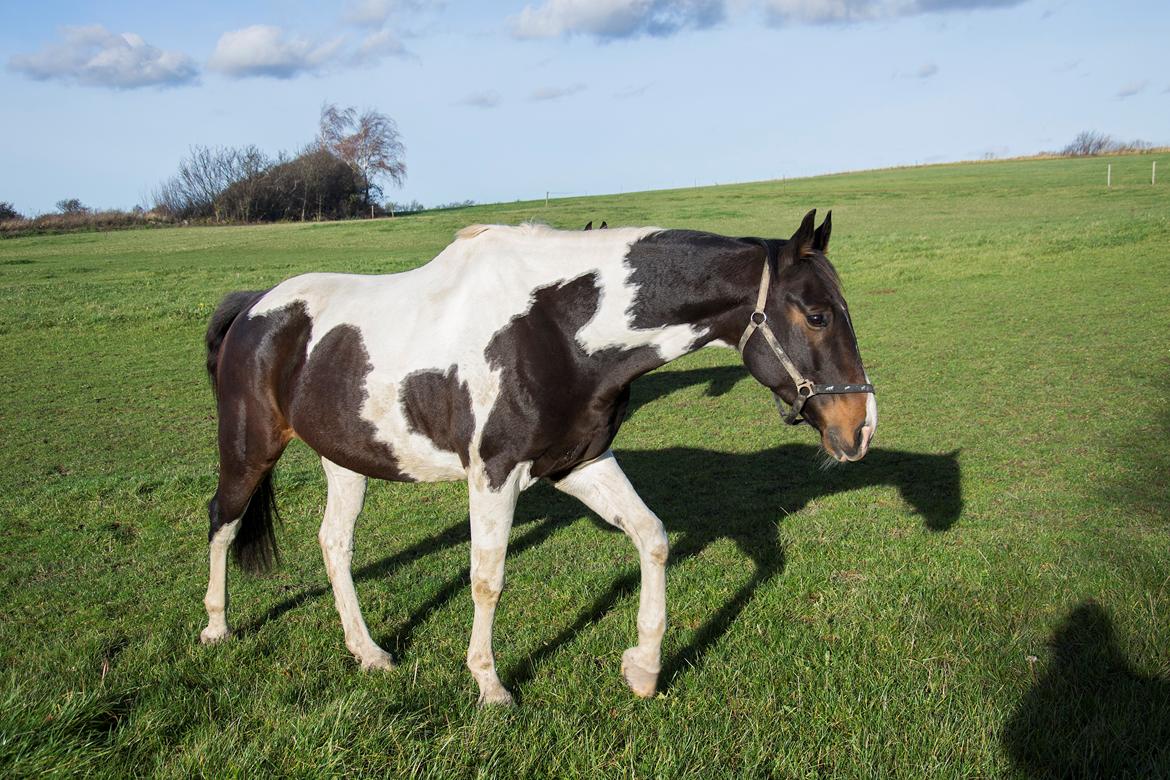 Trakehner "Jack" billede 8