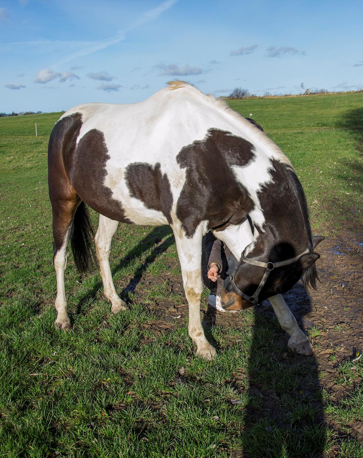 Trakehner "Jack" billede 9