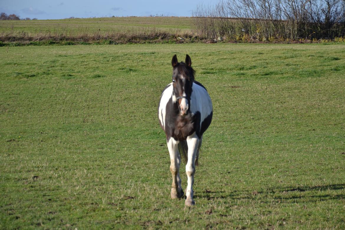 Trakehner "Jack" billede 10