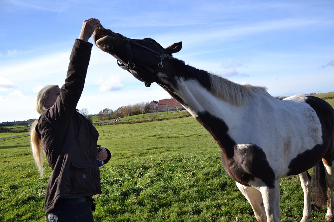 Trakehner "Jack" billede 11