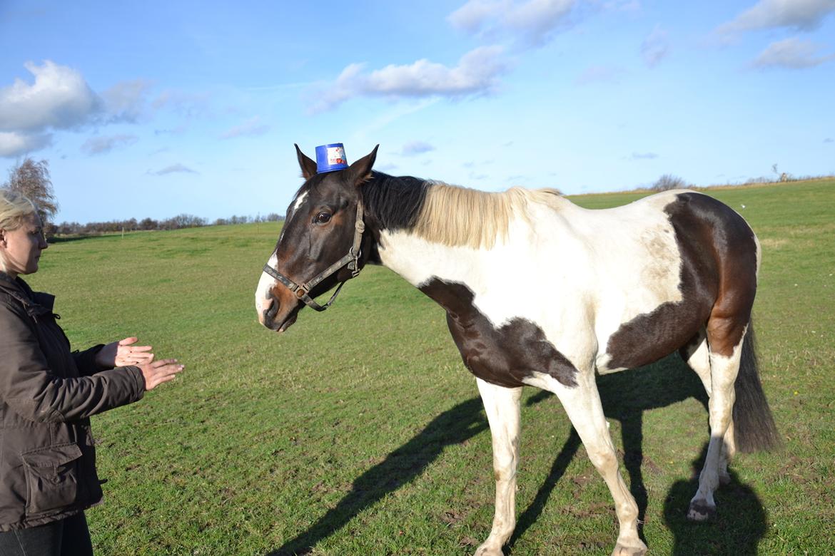 Trakehner "Jack" billede 12