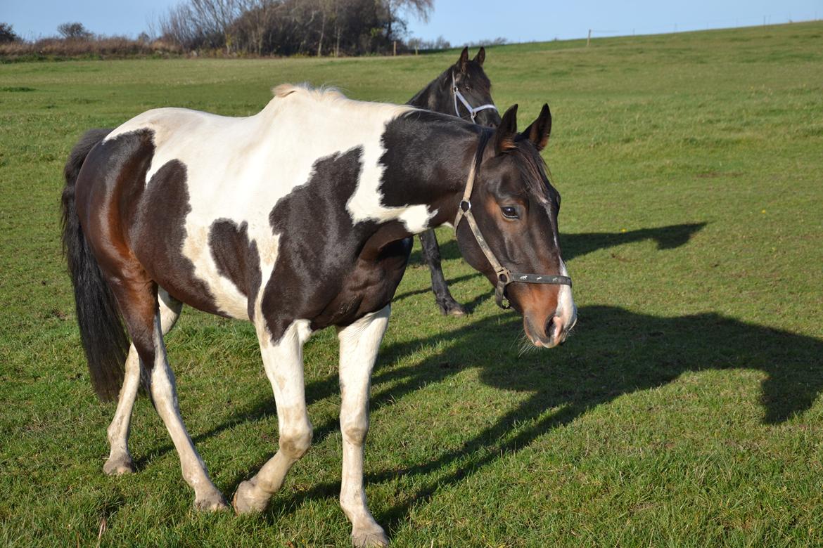 Trakehner "Jack" billede 13