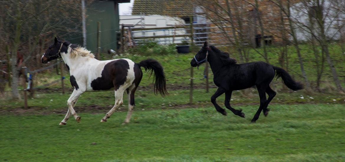 Trakehner "Jack" - Jack og "Bølle" i fuld fart :) billede 14