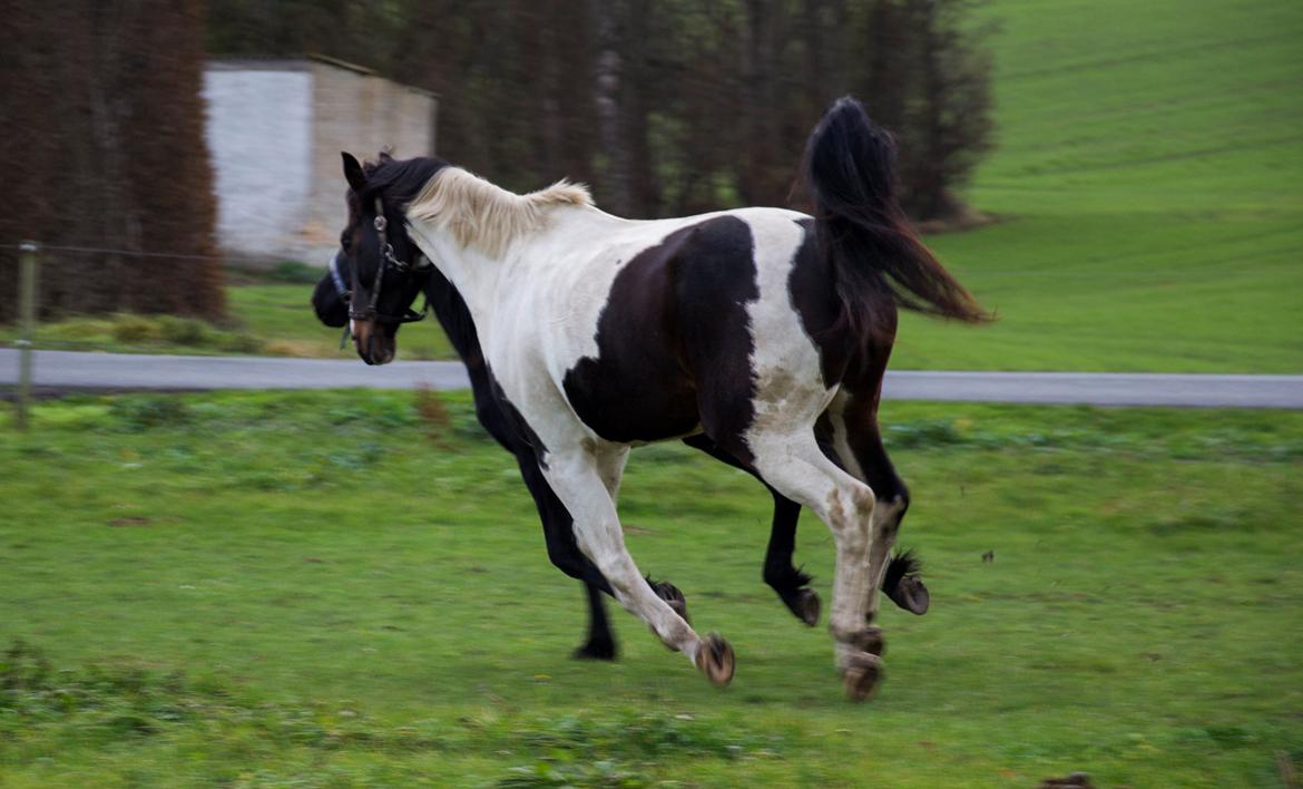 Trakehner "Jack" billede 15