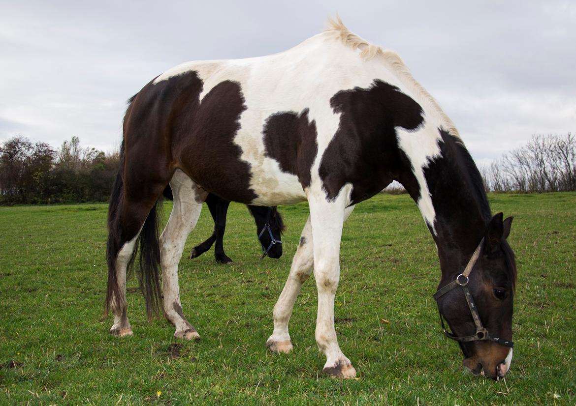 Trakehner "Jack" billede 16