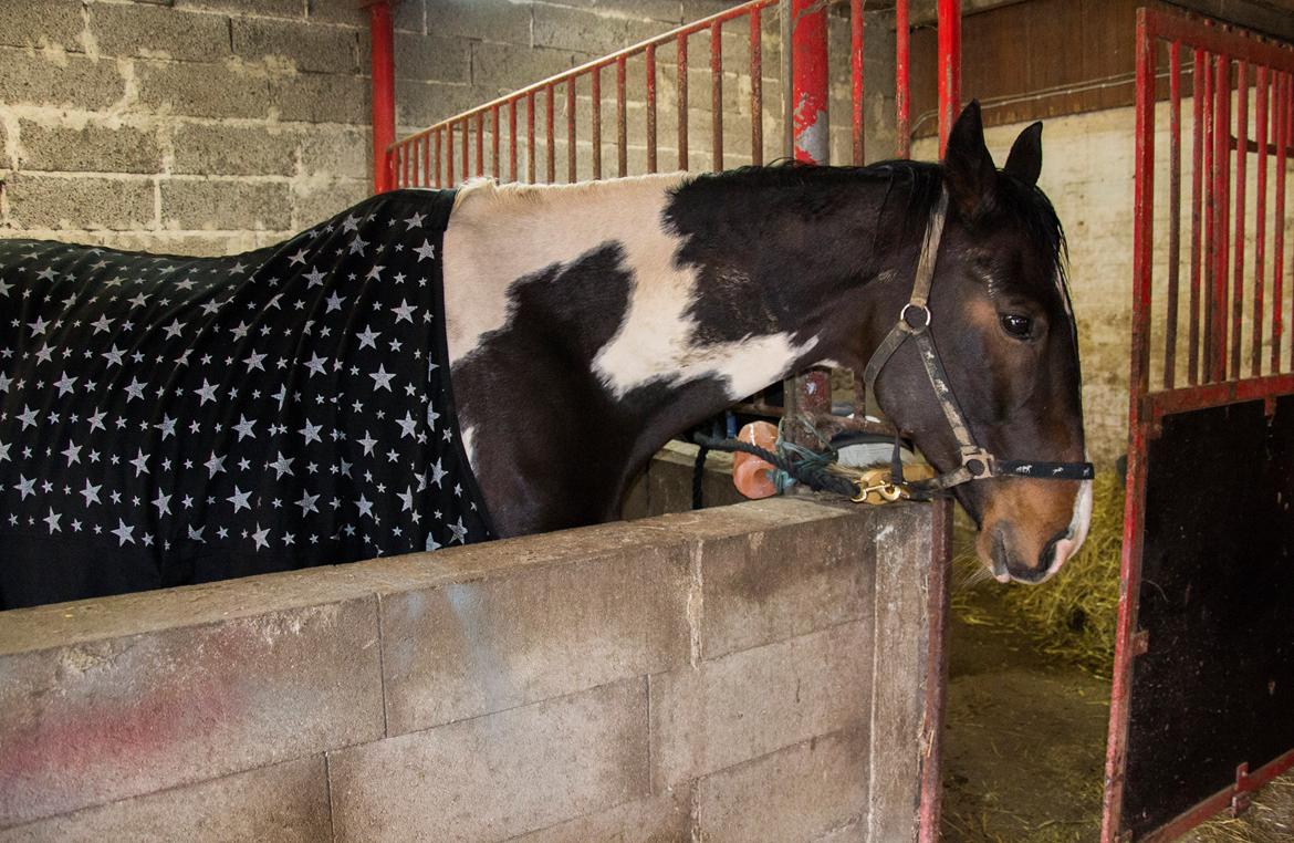 Trakehner "Jack" - står til tørre i den nye stald billede 17