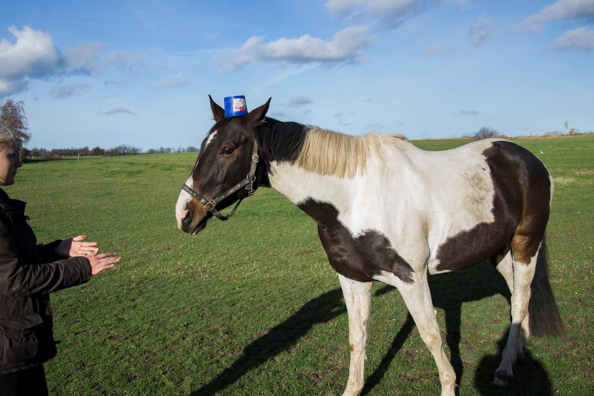 Trakehner "Jack" billede 18