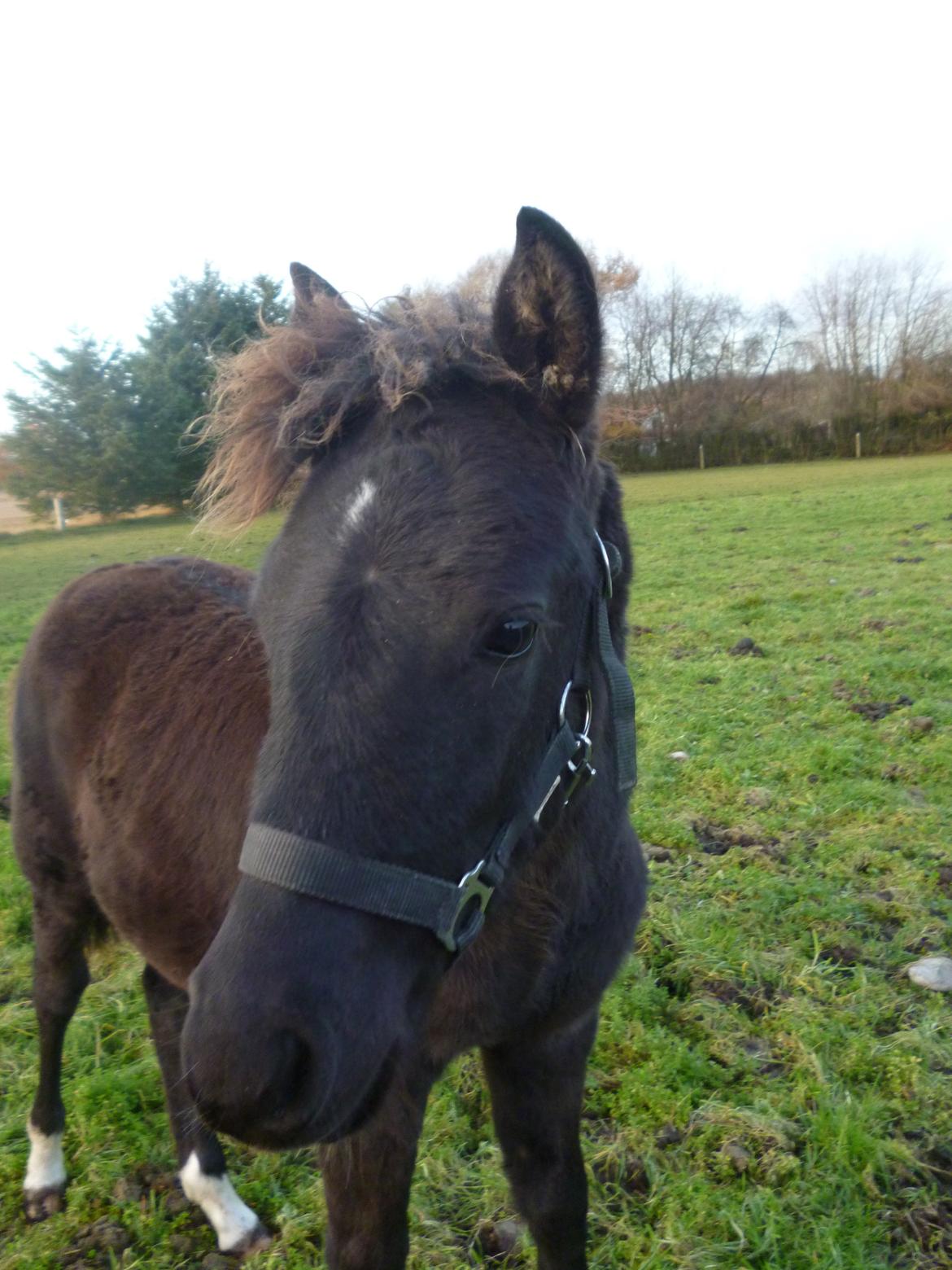 New Forest Azalia - Efterår 2014.  billede 7