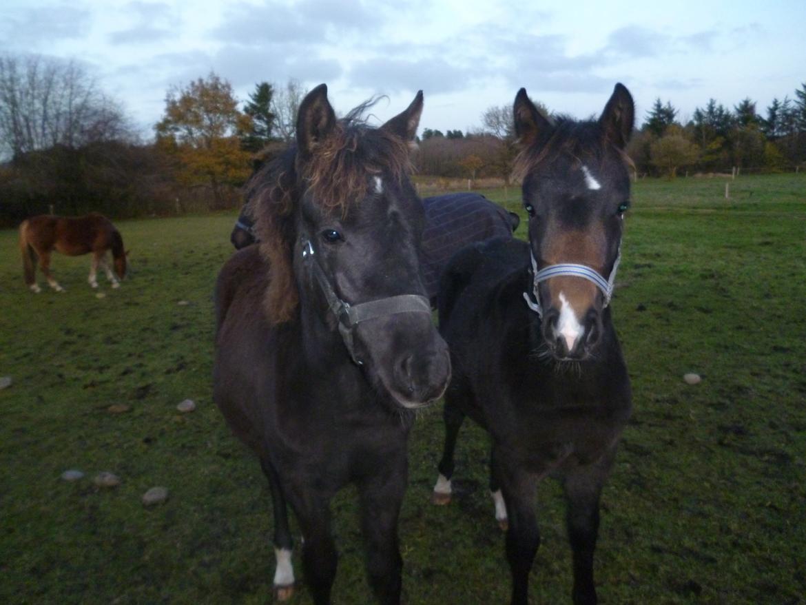 New Forest Azalia - Efterår 2014.  billede 8