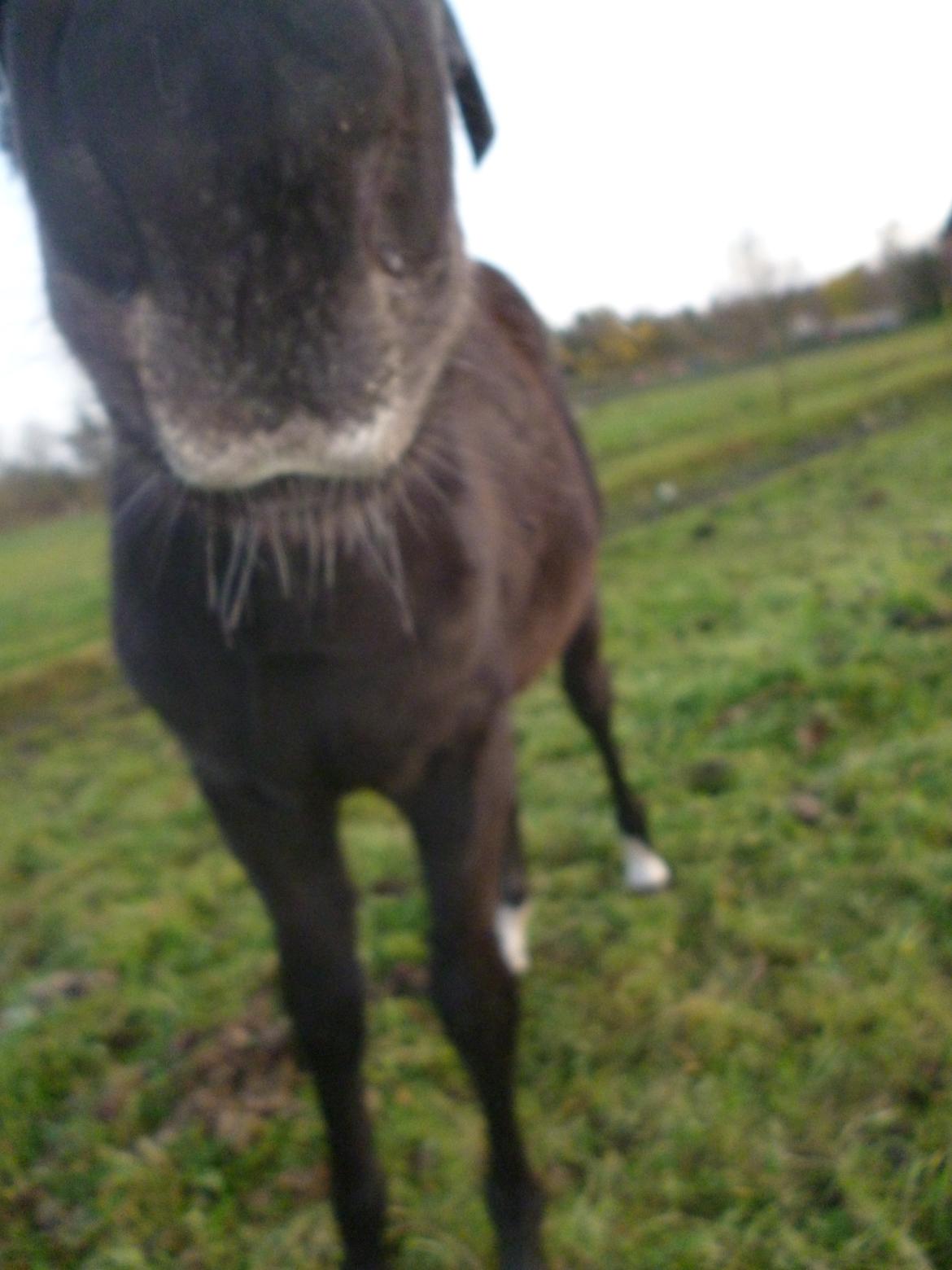 New Forest Azalia - Efterår 2014.  billede 9