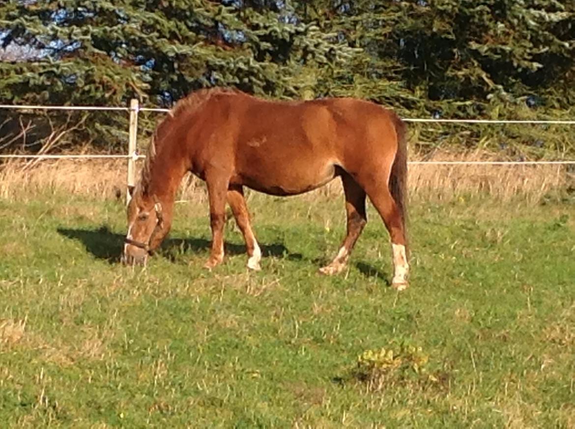 Anden særlig race  Sus R.I.P billede 11