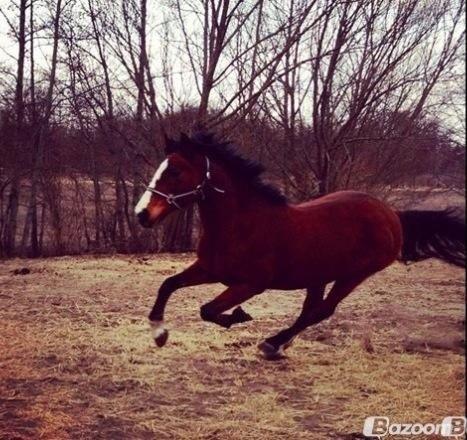 New Forest Miss Malou - fart over feltet, hos Malle billede 2