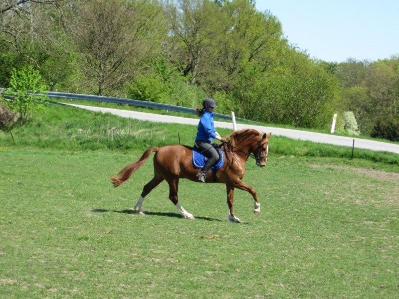 Frederiksborg Lady Safira Lykkebo - en dag på folden billede 7