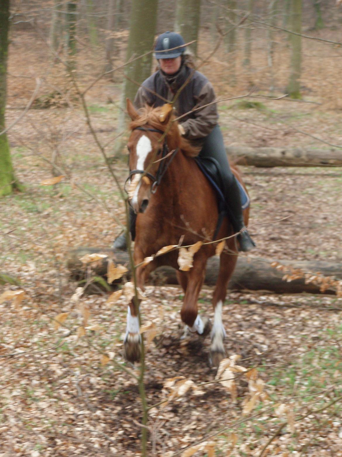 Frederiksborg Lady Safira Lykkebo - skovtur billede 9