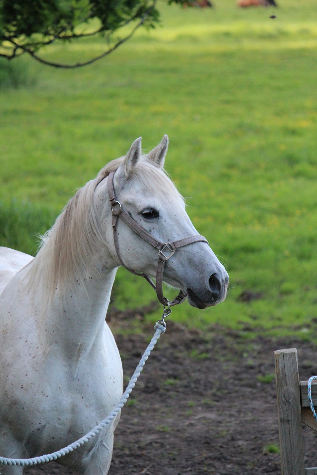 Anden særlig race - Miramis - Så smuk! <3 Foto: Johanna Maria
 billede 1