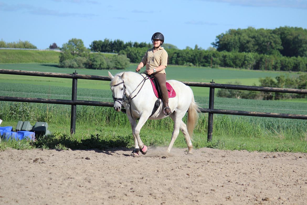 Anden særlig race - Miramis - Foto: Johanna Maria
 billede 3