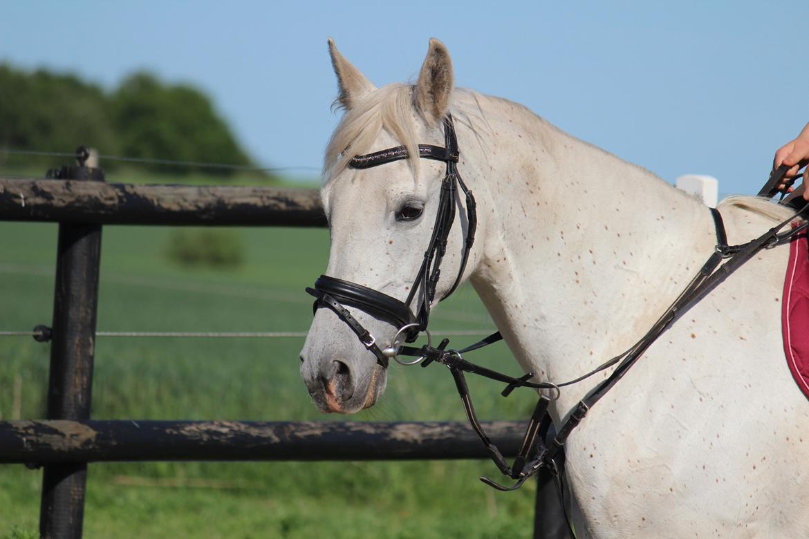 Anden særlig race - Miramis - Foto: Johanna Maria billede 9