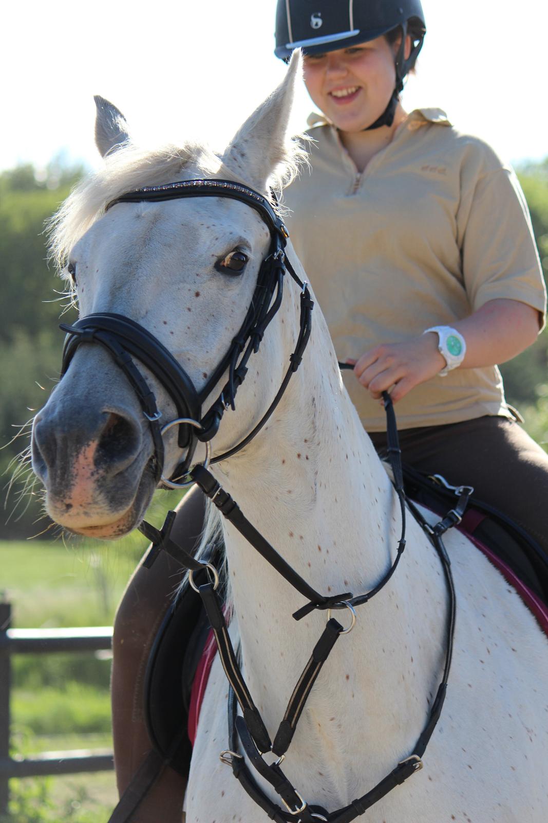 Anden særlig race - Miramis - Lama hest <3 Foto: Johanna Maria
 billede 4
